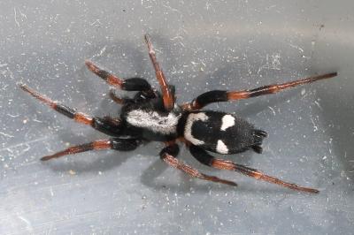 <i>Kishidaia conspicua</i>