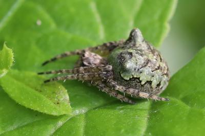 <i>Gibbaranea gibbosa</i>