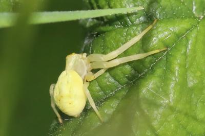 Misumena vatia