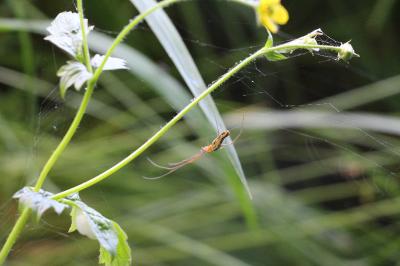 <i>Tetragnatha</i>
