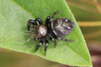 <i>Evarcha arcuata</i>