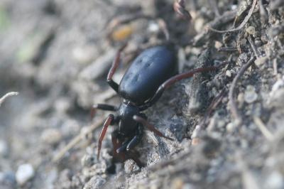 <i>Trachyzelotes pedestris</i>