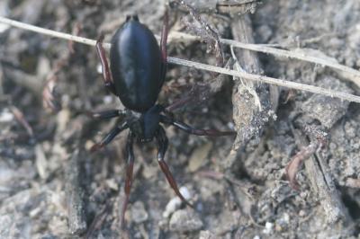 <i>Trachyzelotes pedestris</i>