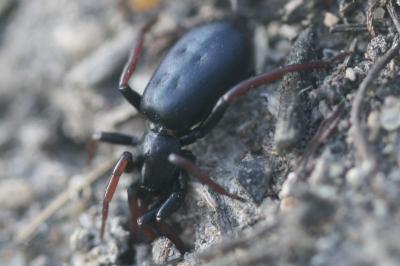 <i>Trachyzelotes pedestris</i>
