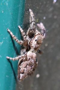 <i>Marpissa muscosa</i>