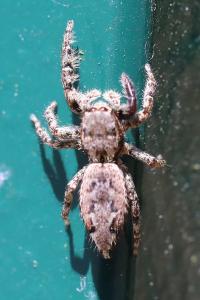 <i>Marpissa muscosa</i>