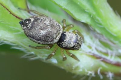 <i>Heliophanus tribulosus</i>
