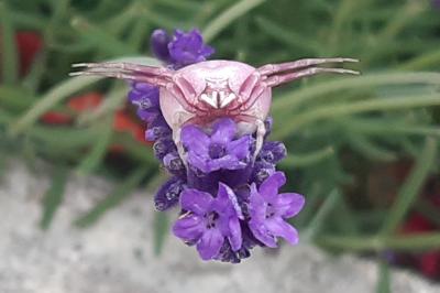 Thomise replet
