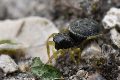 <i>Heliophanus flavipes</i>