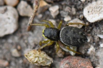 <i>Heliophanus flavipes</i>