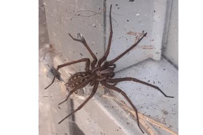 <i>Eratigena</i>