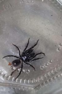 <i>Atypus</i>