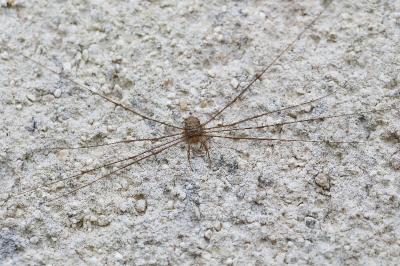 <i>Dicranopalpus ramosus</i>
