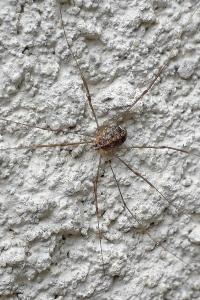 <i>Dicranopalpus ramosus</i>