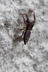 <i>Marpissa muscosa</i>