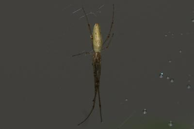 <i>Tetragnatha</i>