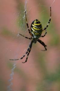 Épeire frelon