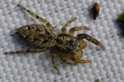 <i>Marpissa muscosa</i>