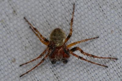 <i>Larinioides</i>