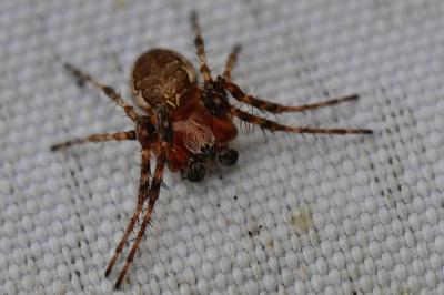 <i>Larinioides</i>