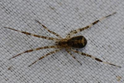 <i>Episinus maculipes</i>