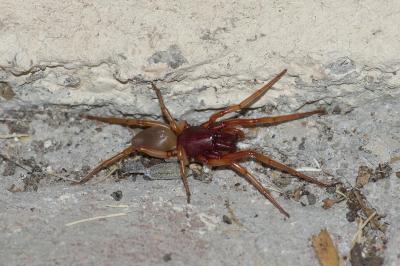 <i>Dysdera crocata</i>