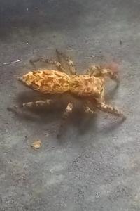 <i>Marpissa muscosa</i>
