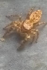<i>Marpissa muscosa</i>