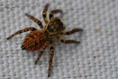 <i>Carrhotus xanthogramma</i>