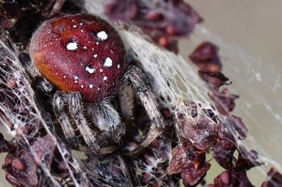 Araneus quadratus