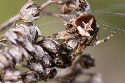 Agalenatea redii