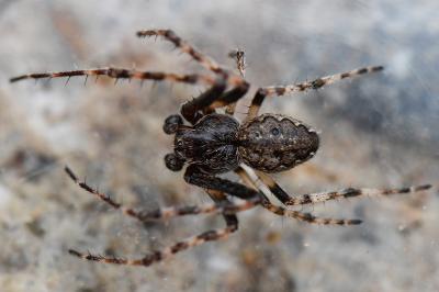 Nuctenea umbratica