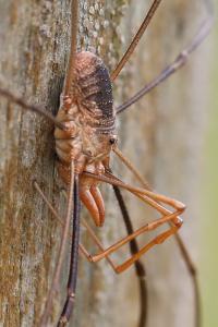 <i>Phalangium opilio</i>