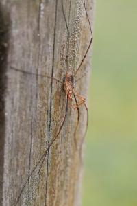 <i>Phalangium opilio</i>
