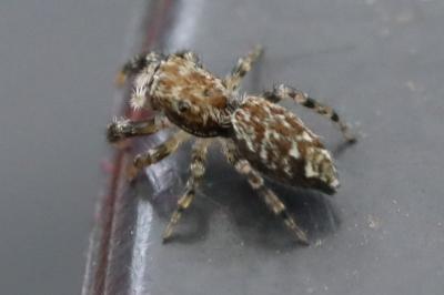 <i>Marpissa muscosa</i>