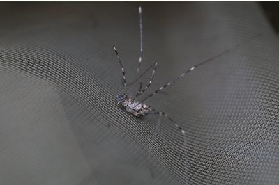 <i>Dicranopalpus ramosus</i>