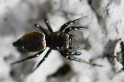 <i>Heliophanus kochii</i>