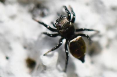 <i>Heliophanus kochii</i>