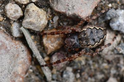 Nuctenea umbratica