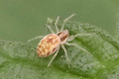 <i>Nigma flavescens</i>