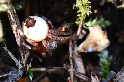 <i>Araneus marmoreus</i>