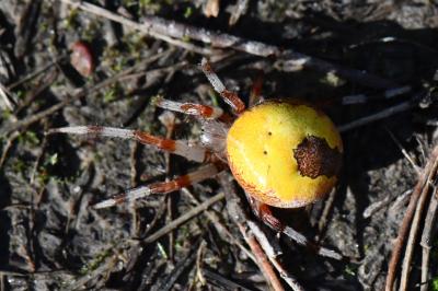 <i>Araneus marmoreus</i>