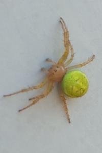 <i>Araniella</i>