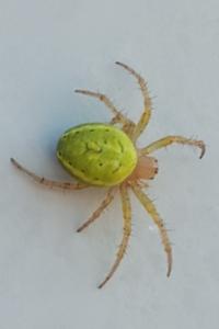 <i>Araniella</i>