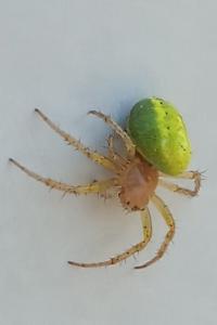 <i>Araniella</i>