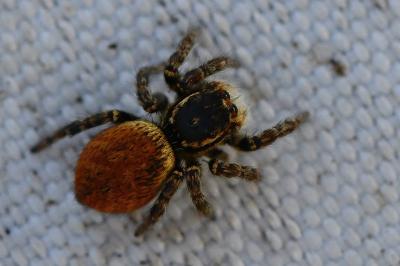 <i>Carrhotus xanthogramma</i>
