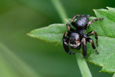<i>Evarcha arcuata</i>