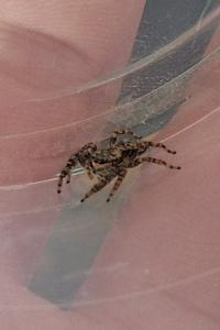 <i>Marpissa muscosa</i>