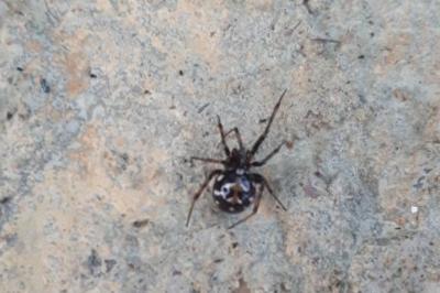 <i>Steatoda triangulosa</i>