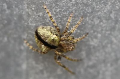 <i>Gibbaranea gibbosa</i>